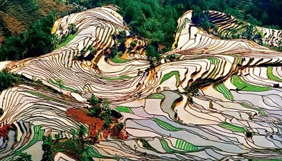元阳梯田10月